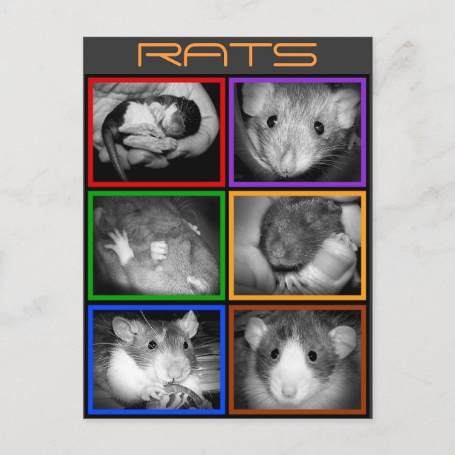 B&W RATS collage Carte postale (Devant)