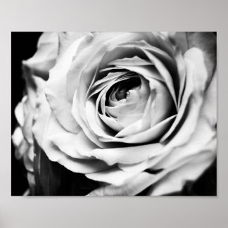 B&W-Rose beschleunigt Poster