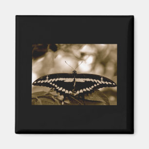 B/W Schmetterlings-Magnet Magnet
