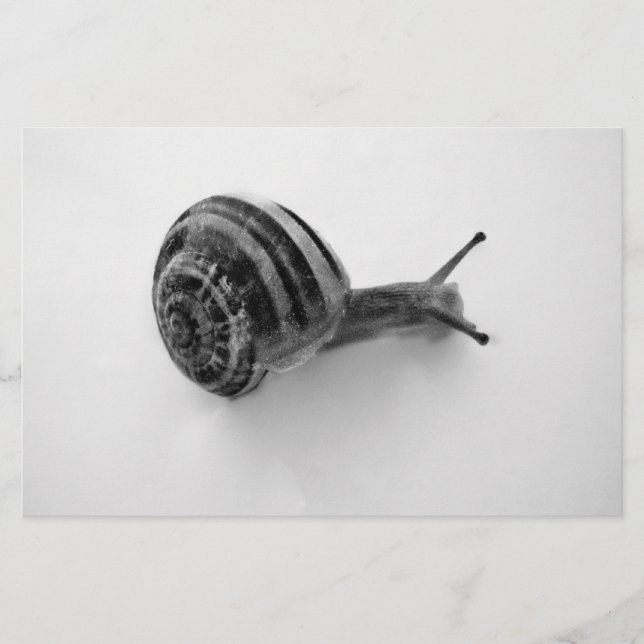 B&W Schnecke Briefpapier (Vorderseite)
