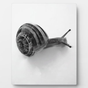 B&W Schnecke Fotoplatte