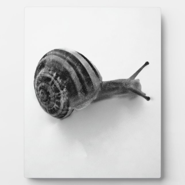B&W Schnecke Fotoplatte (Vorderseite)