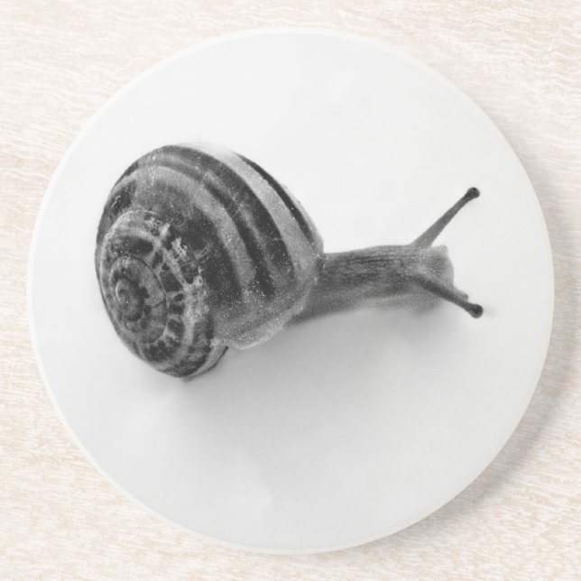B&W Schnecke Sandstein Untersetzer (Vorne)