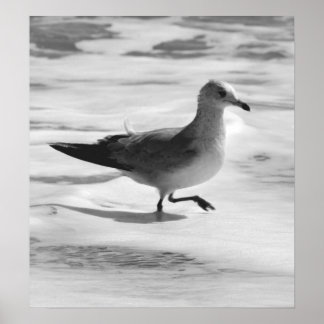 B&W Seagull in Ocean Foam Poster