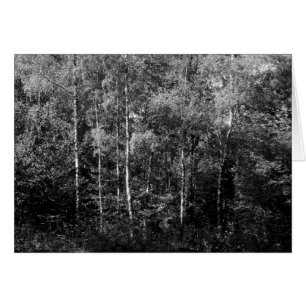 B&W Silver Birch Trees