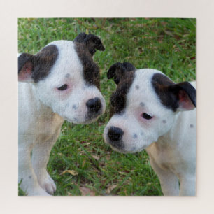B W Staffordshire Bull Terrier Welpen, Jigsaw