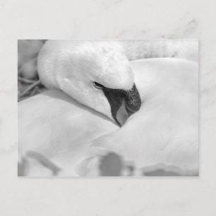 B&W Swan Postkarte