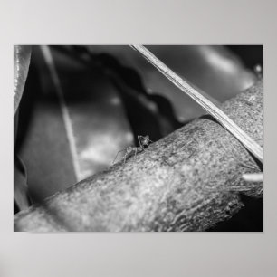 B&W - Weaver Ant on a Wood Poster