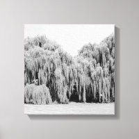 B&W Weeping Willow Trees