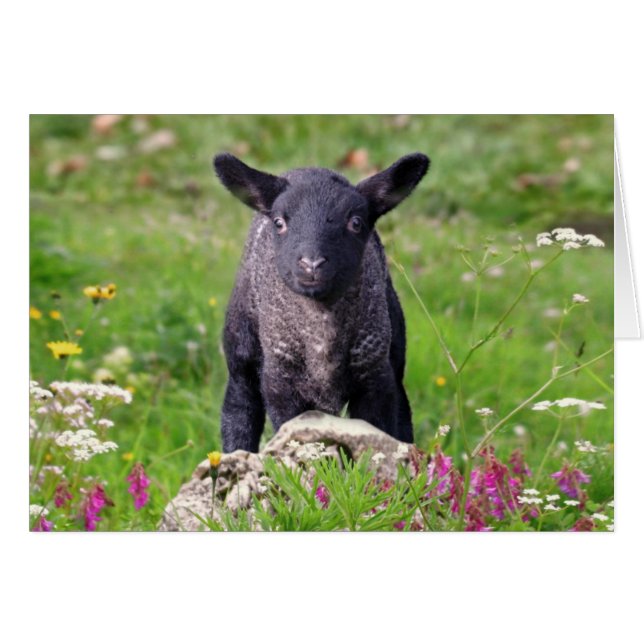 Baa-Baa Black Sheep Card (Vorderseite (Horizontal))