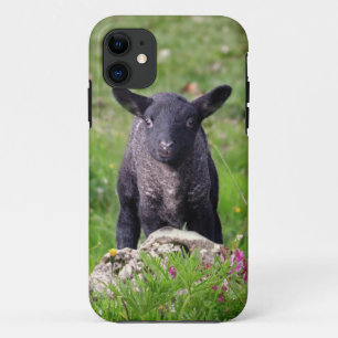 Baa Baa Black Sheep iPhone 5 Coque-Mate Coque