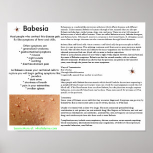 Babesia Symptômes and Transmission Poster