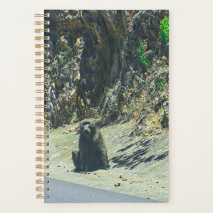 Baboon animal sauvage Animaux