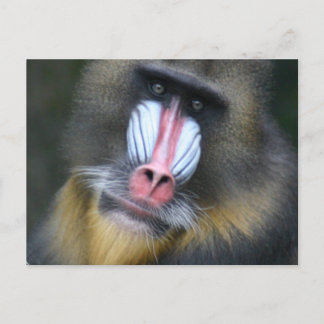 Baboon Face Postcard Postkarte