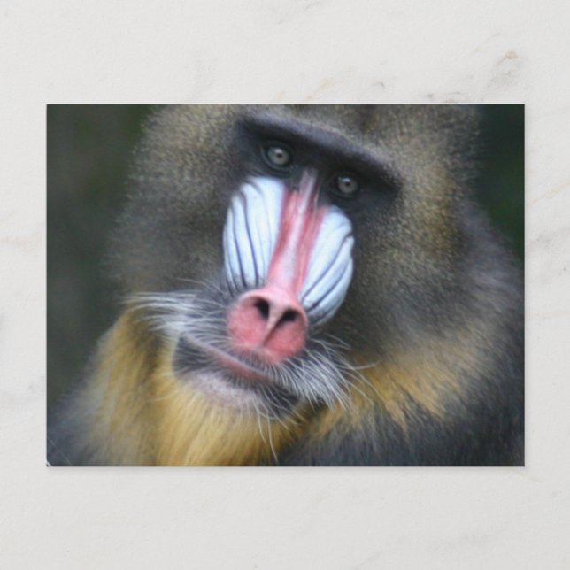 Baboon Face Postcard Postkarte (Vorderseite)