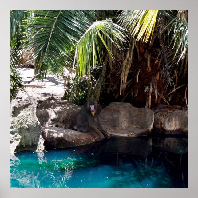 Baboon im Paradies, Poster (Vorne)