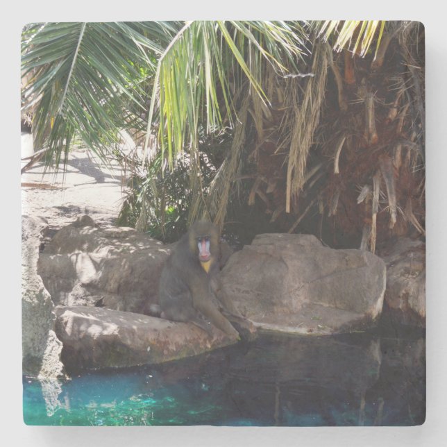 Baboon im Paradies, Stone Untersetzer (Vorderseite)