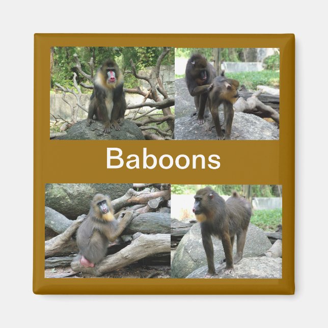 Baboon Magnet (Vorne)