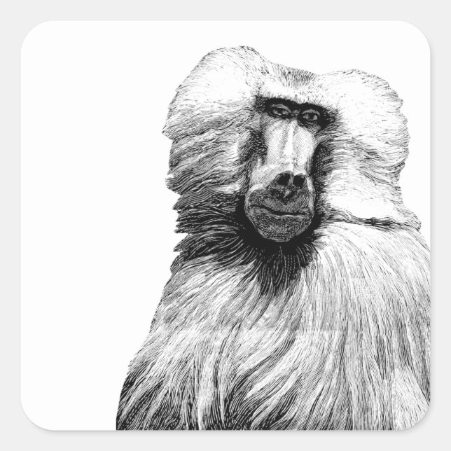 Baboon Monkey Jungle Safari Illustration Art Quadratischer Aufkleber (Vorderseite)