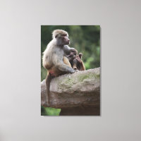 Baboon Mutter pflegt ihren jungen
