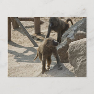 Baboon Postcard Postkarte