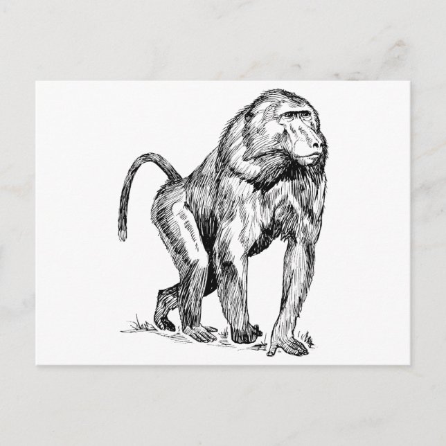 Baboons Postkarte (Vorderseite)