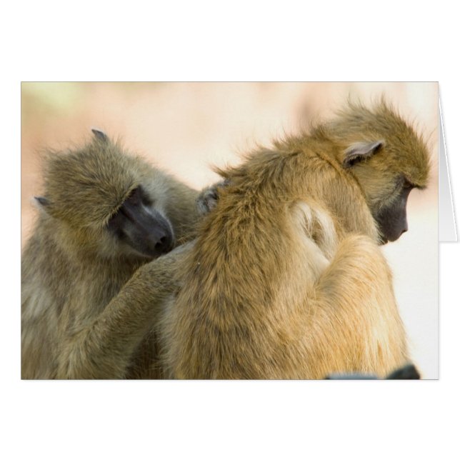 Baboons South Luwanga (Vorderseite (Horizontal))
