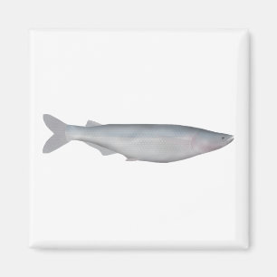 Baboso Magnet