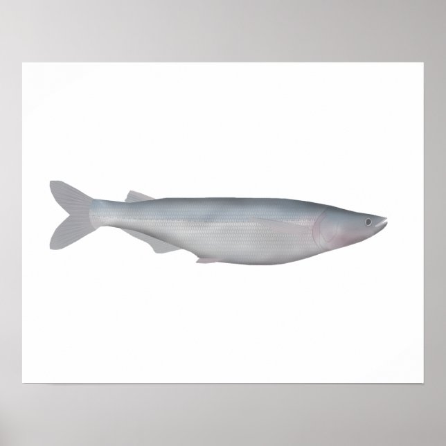 Baboso Poster (Vorne)