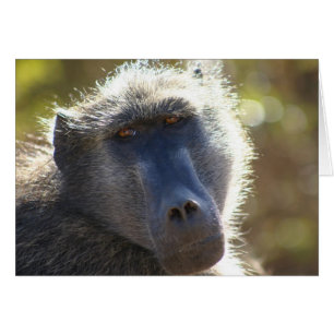Babouin de Kruger