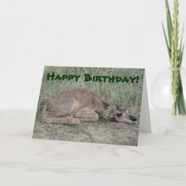 Baby A6 Pronghorn Antilope Karte (Vorderseite)