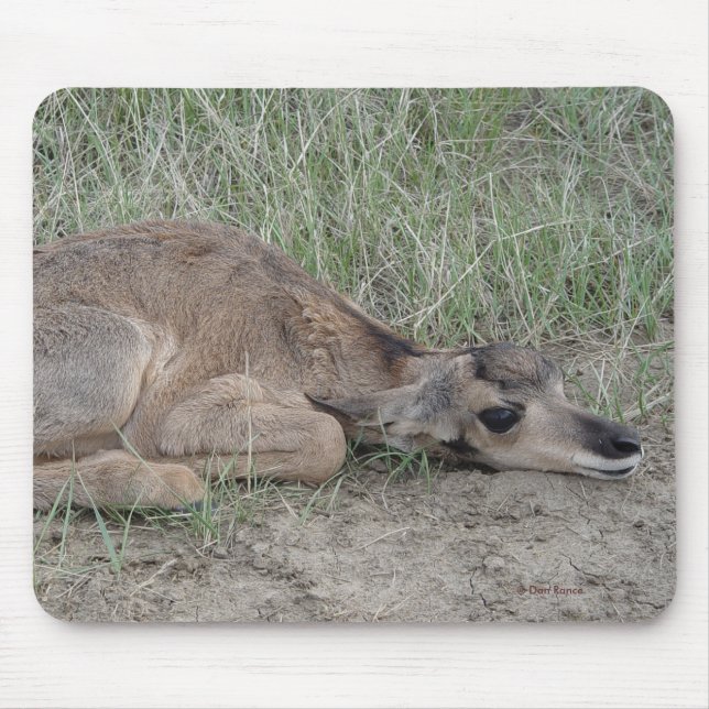 Baby A6 Pronghorn Antilope Mousepad (Vorne)