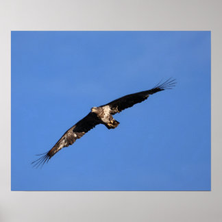 Baby Adler von Süd-Jersey! Poster
