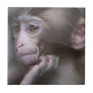 Baby-Affe Fliese