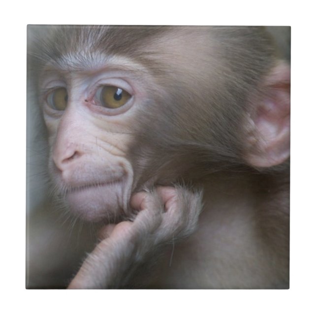 Baby-Affe Fliese (Vorderseite)