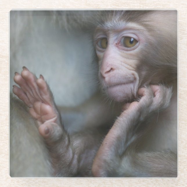 Baby-Affe Glasuntersetzer (Vorderseite)