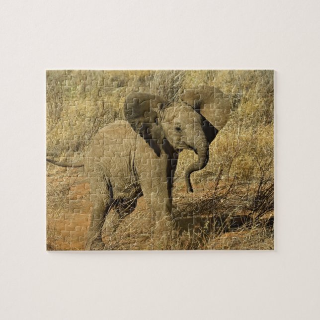 Baby African Elephant, Loxodonta Africana, (Horizontal)