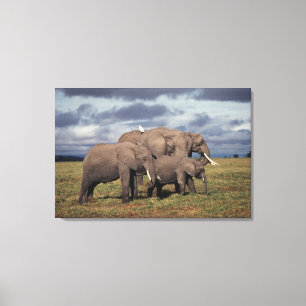 Baby African Elephant mit Familie Leinwanddruck