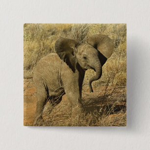 Baby Afrikanischer Elefant, Loxodonta Africana, Button