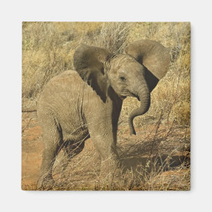 Baby Afrikanischer Elefant, Loxodonta Africana, Magnet