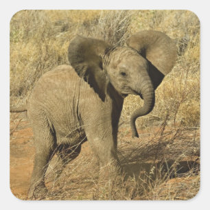Baby Afrikanischer Elefant, Loxodonta Africana, Quadratischer Aufkleber
