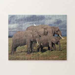 Baby Afrikanischer Elefant mit Familie