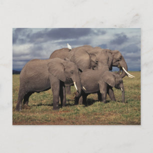 Baby Afrikanischer Elefant mit Familie Postkarte