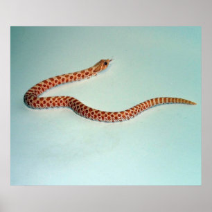 Baby Albino Hognose Schlange Poster/Pring Poster