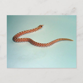 Baby Albino Hognose Schlangenkarte Postkarte