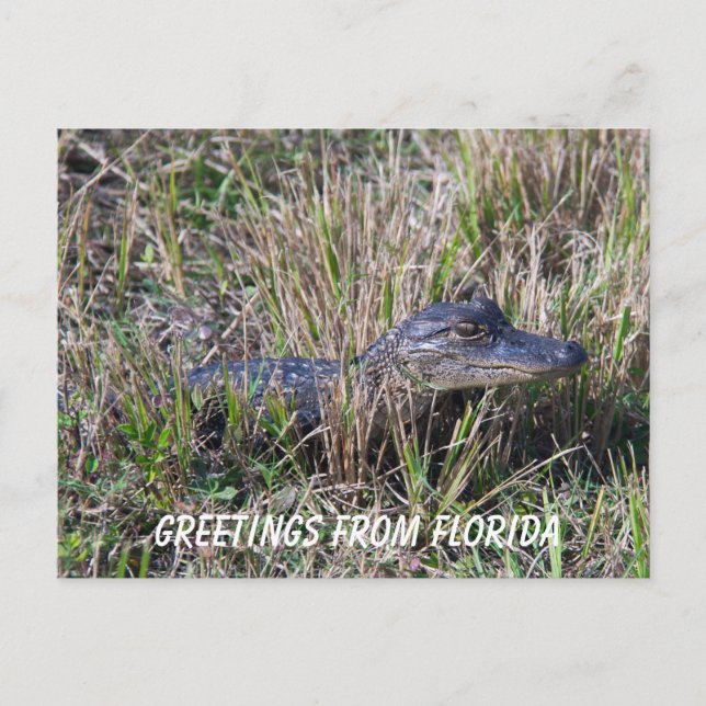 Baby Alligator Niedlich Nature Florida Personalize Postkarte (Vorderseite)