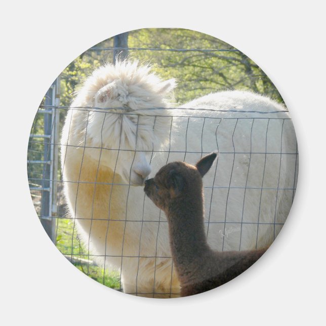 Baby Alpaca Kiss Magnet (Vorne)