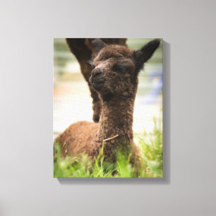 Baby Alpaca Leinwand