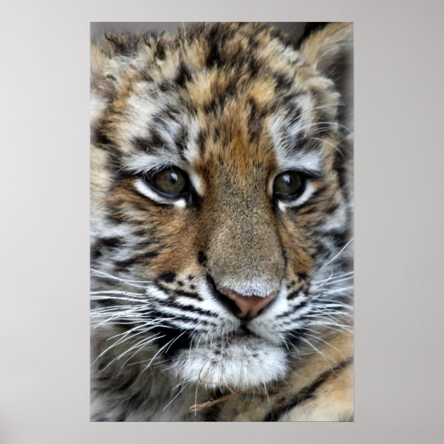 Baby Amur Tiger Cub Portrait Poster (Vorne)