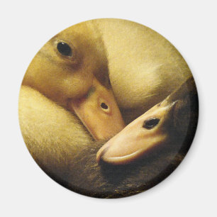 Baby Ancona duckt Entlein-Tiere Magnet